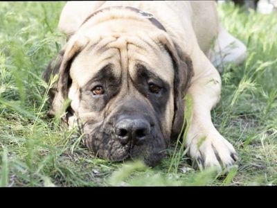 English Mastiff *Stud* (Service)