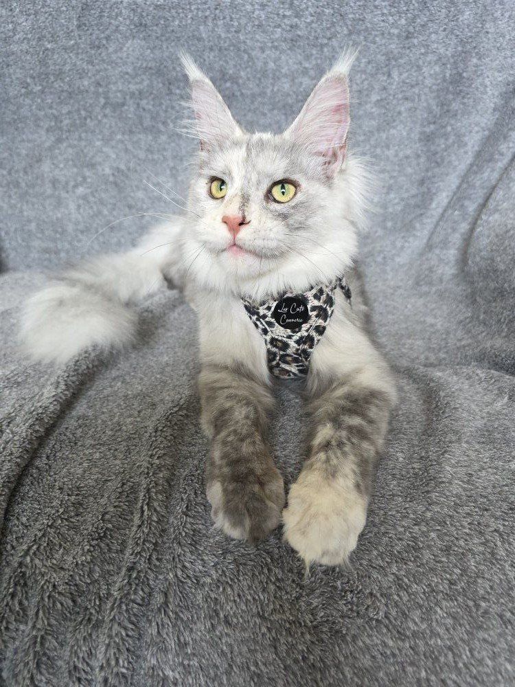 Maine Coon kitten, High Silver, F, Adore