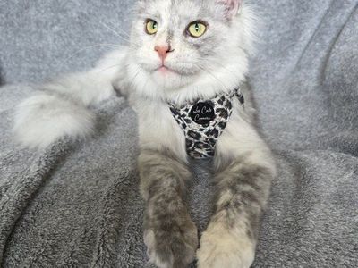 Maine Coon kitten, High Silver, F, Adore