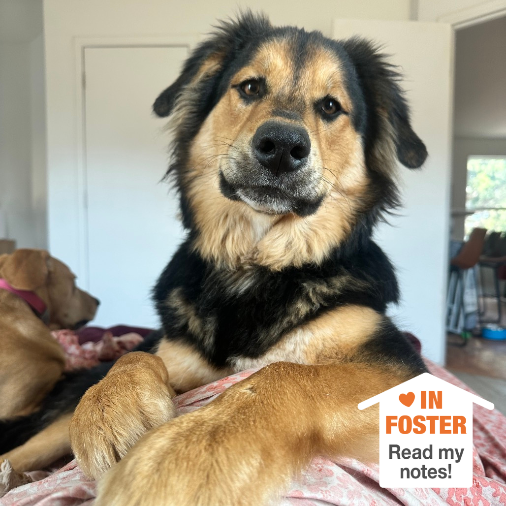 Hello my name is Bolt