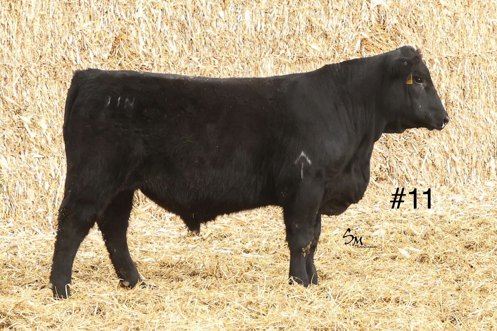 Registered Black Angus Yearling Heifer Bulls