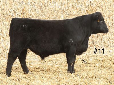 Registered Black Angus Yearling Heifer Bulls