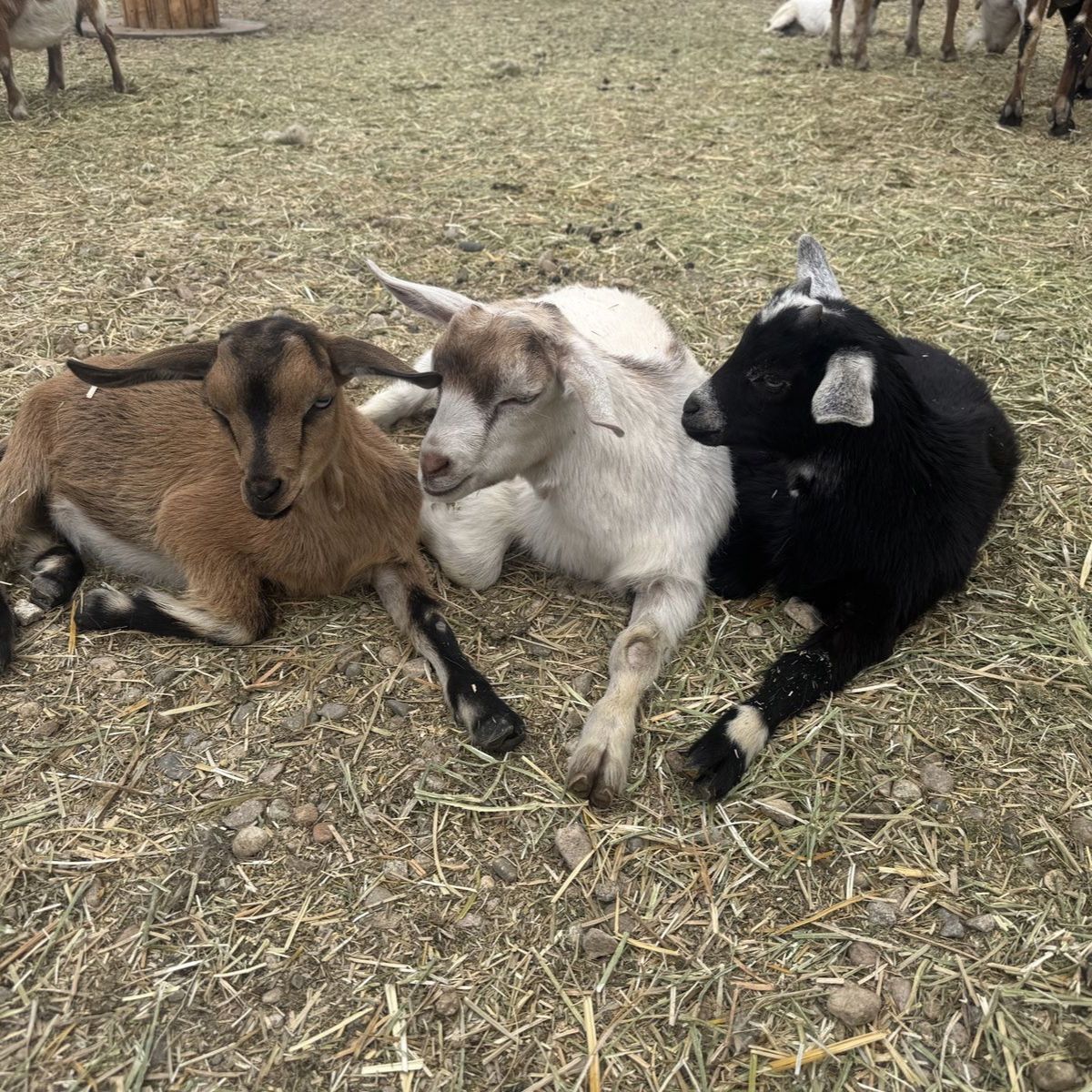 Mini Nubian and Nigerian Goat Kids