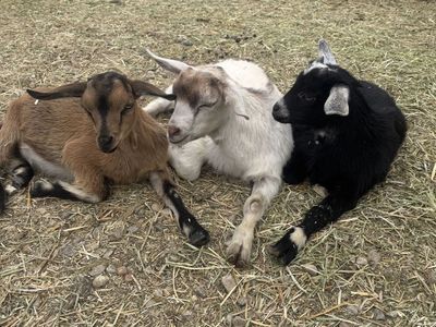 Mini Nubian and Nigerian Goat Kids