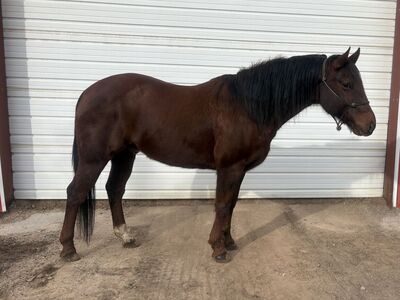 Aqha Gelding