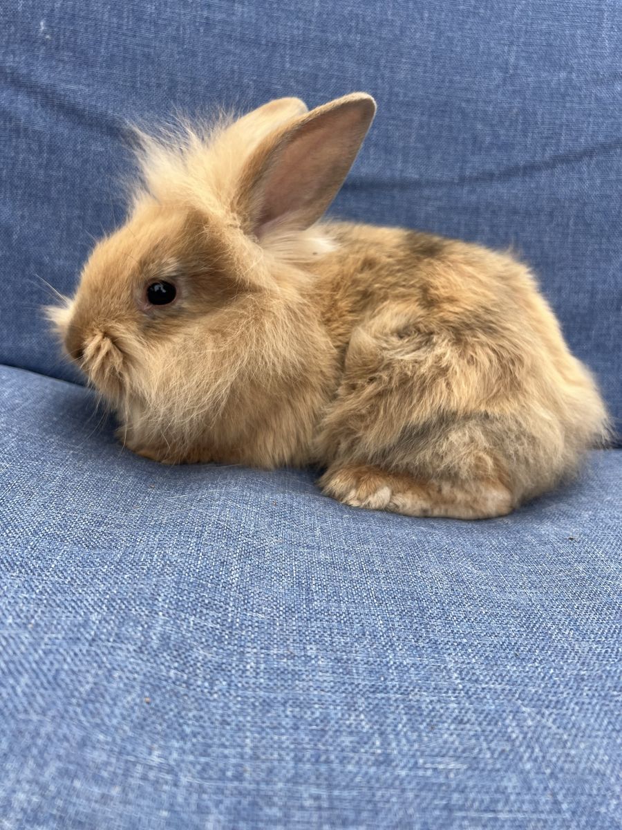 Adorable Fluffy Lionhead’s female’s