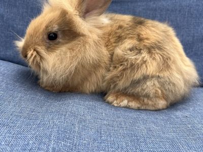 Adorable Fluffy Lionhead’s female’s