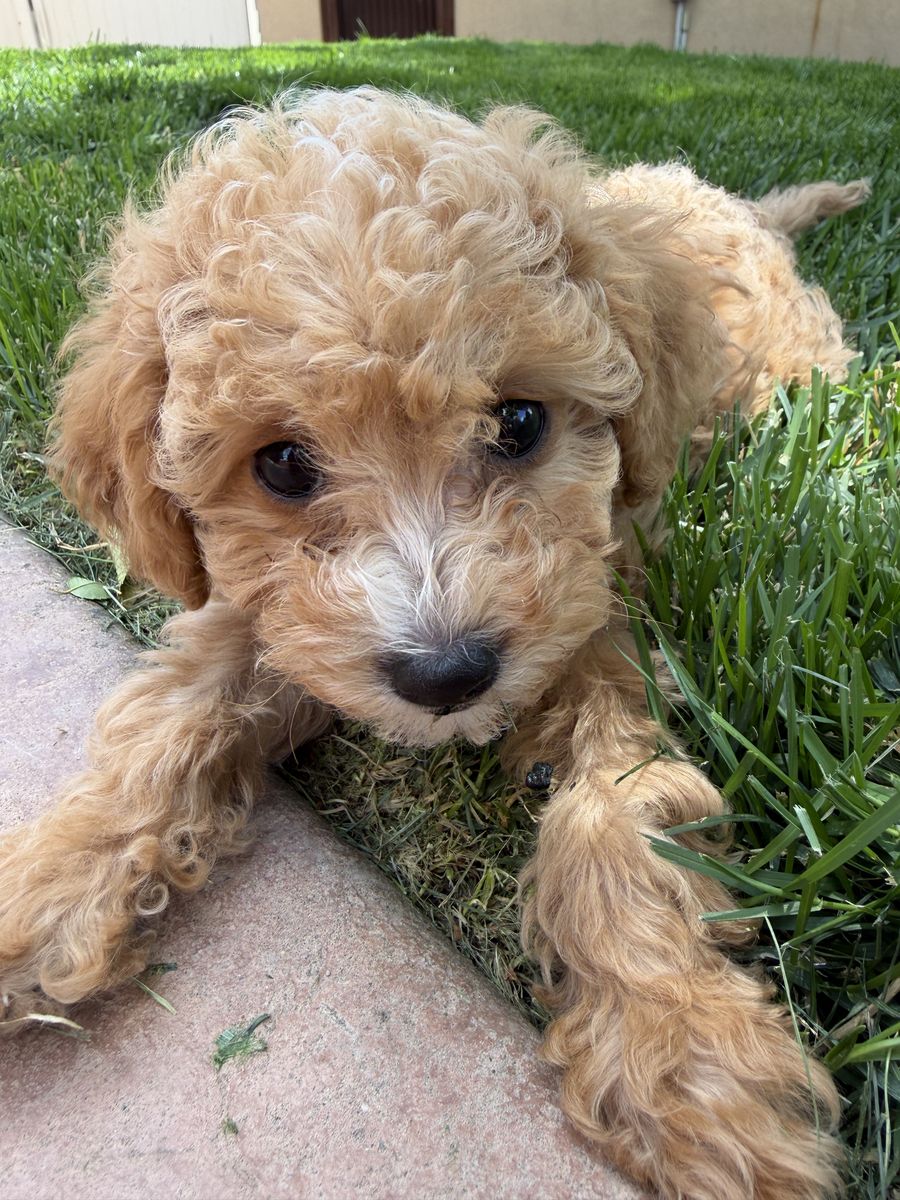 Cavapoo 8 week old puppies