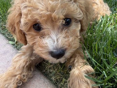Cavapoo 8 week old puppies