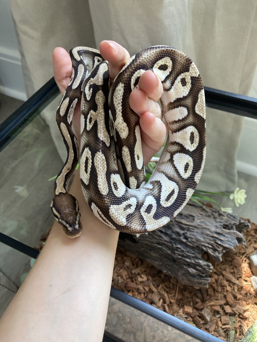 Ball Python Snake - Approx 33 Inches - 