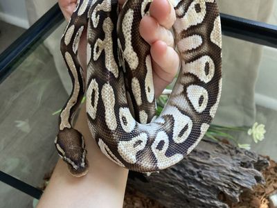 Ball Python Snake - Approx 33 Inches -