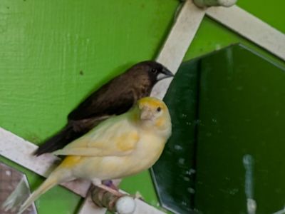 Canary & Finches