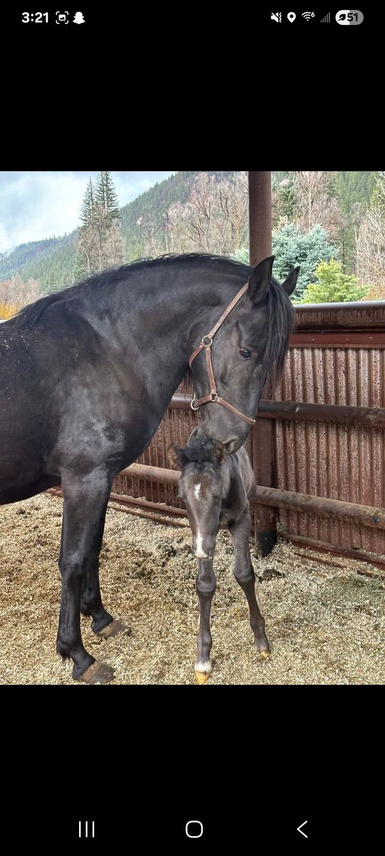 Mare/foal