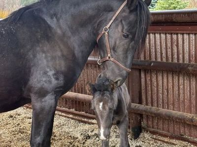 Mare/foal