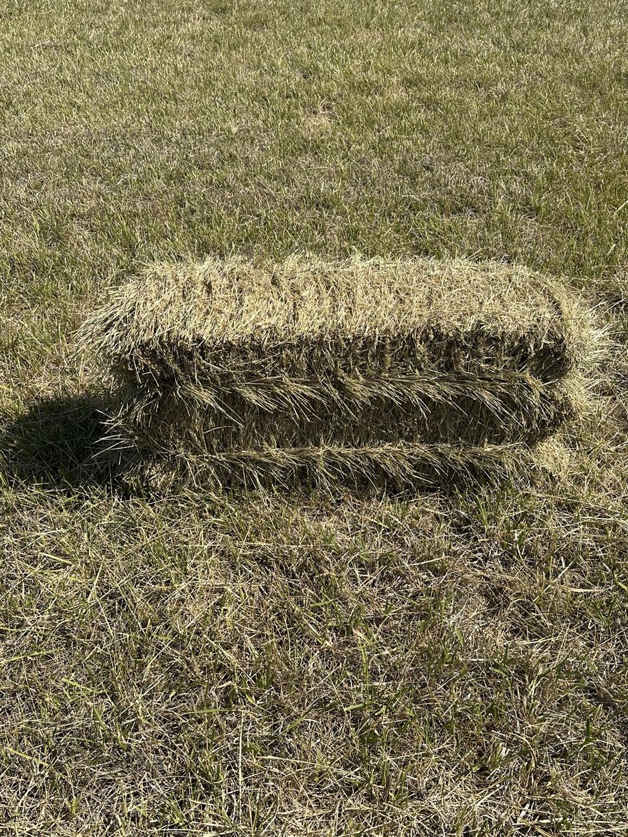 Grass hay
