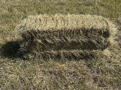 Grass hay