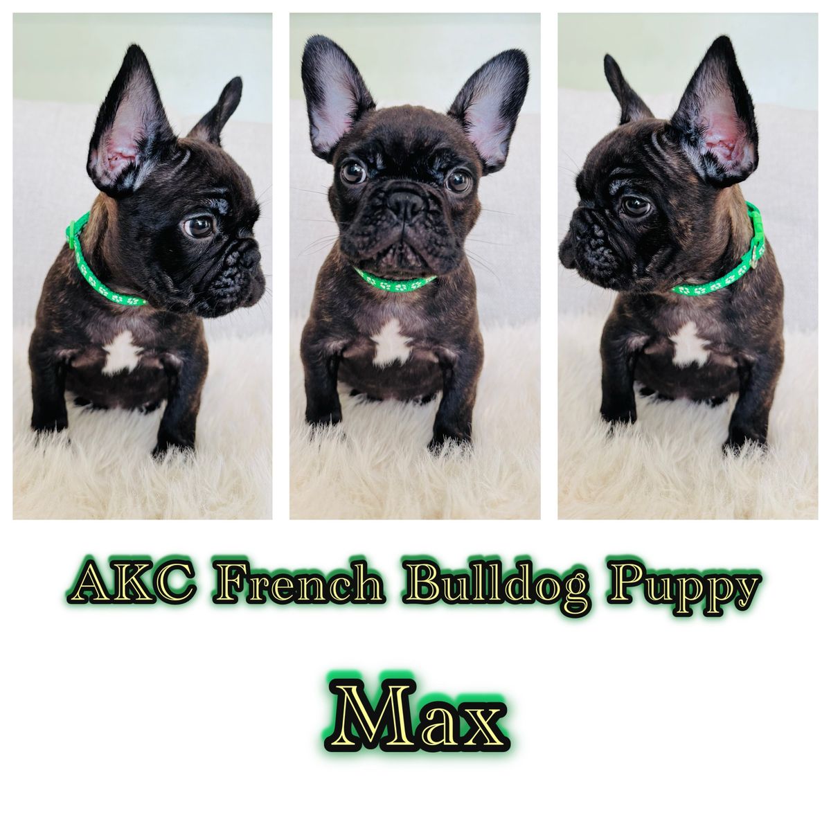 AKC FRENCH BULLDOG PUPPY