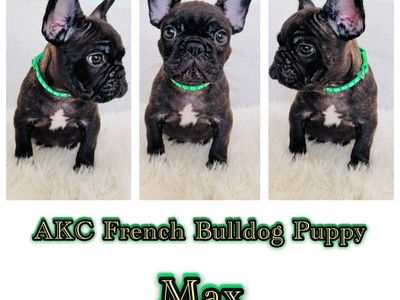 AKC FRENCH BULLDOG PUPPY
