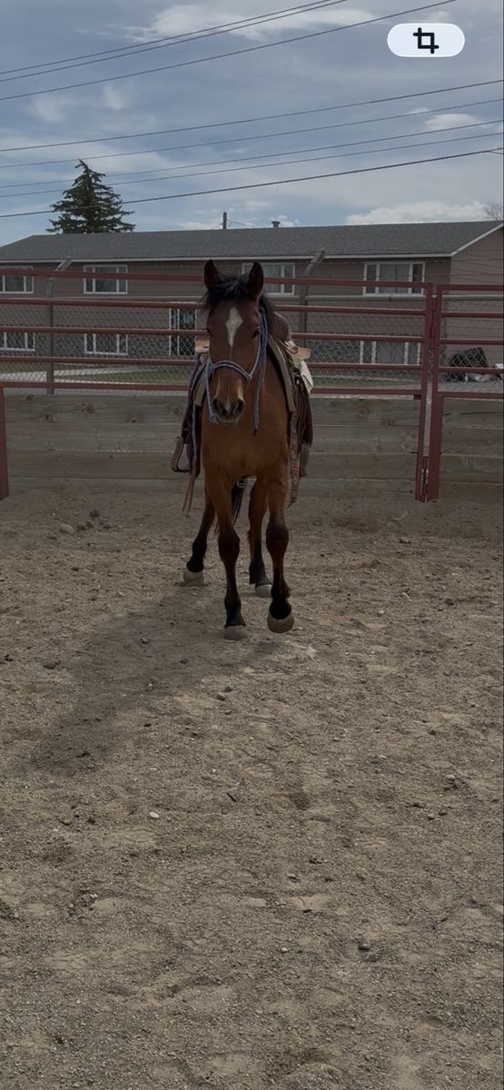 2yo Lightly Started Mare