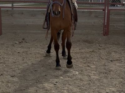 2yo Lightly Started Mare