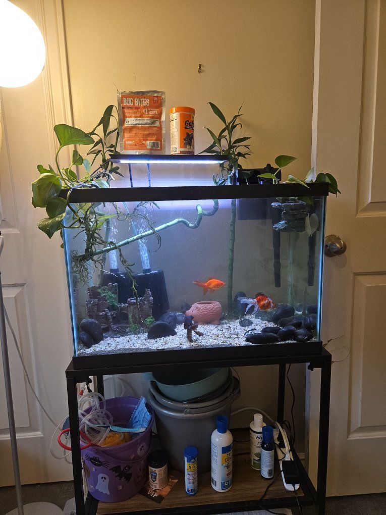 fish tank and fish