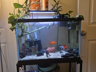 fish tank and fish
