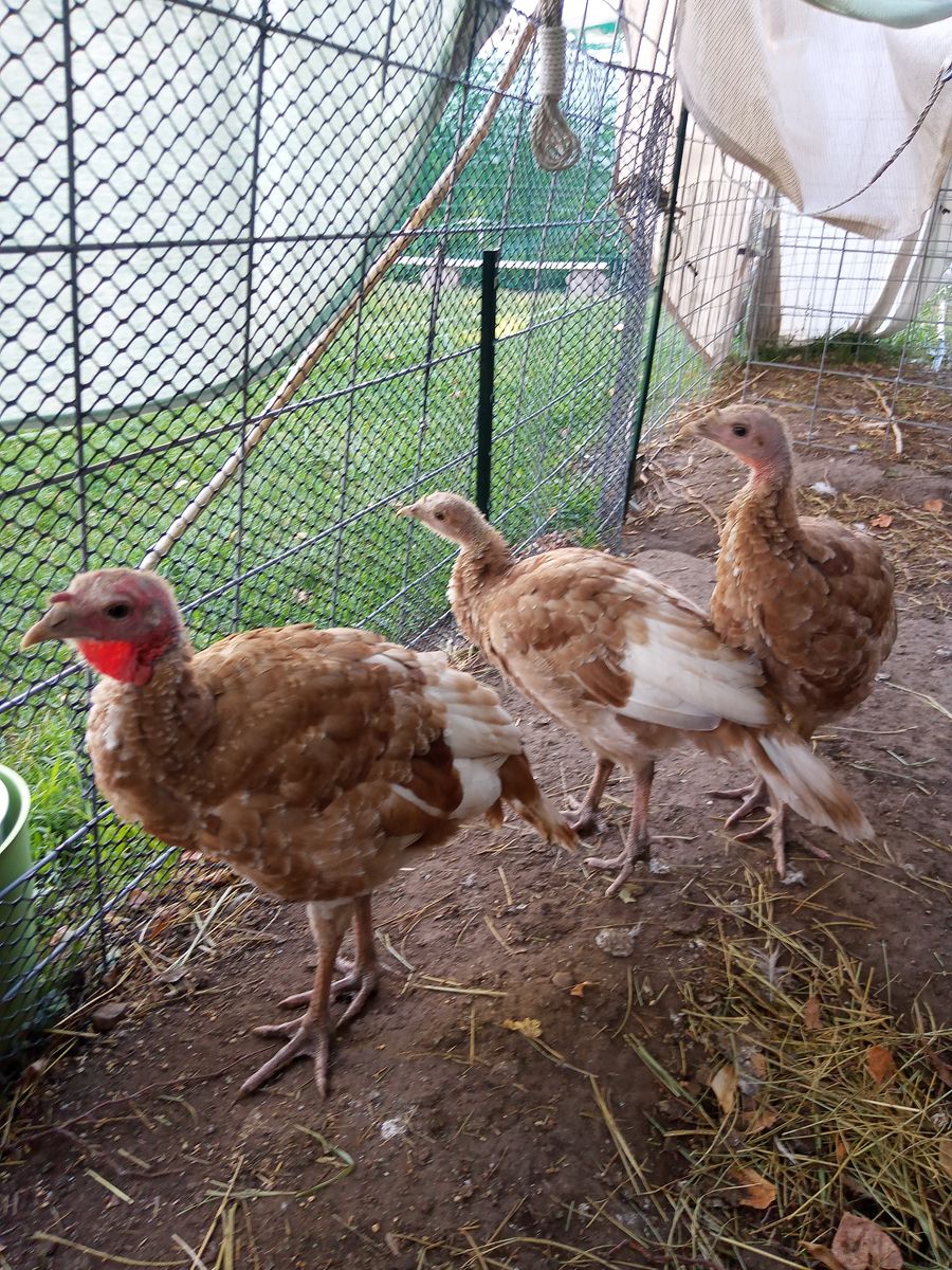3 Red Bourbons & 1 Blue Slate Turkey Poults