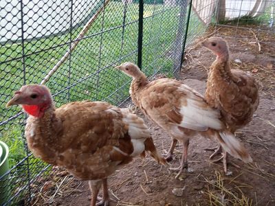 3 Red Bourbons & 1 Blue Slate Turkey Poults