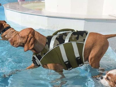Kuoser Dog Life Jacket