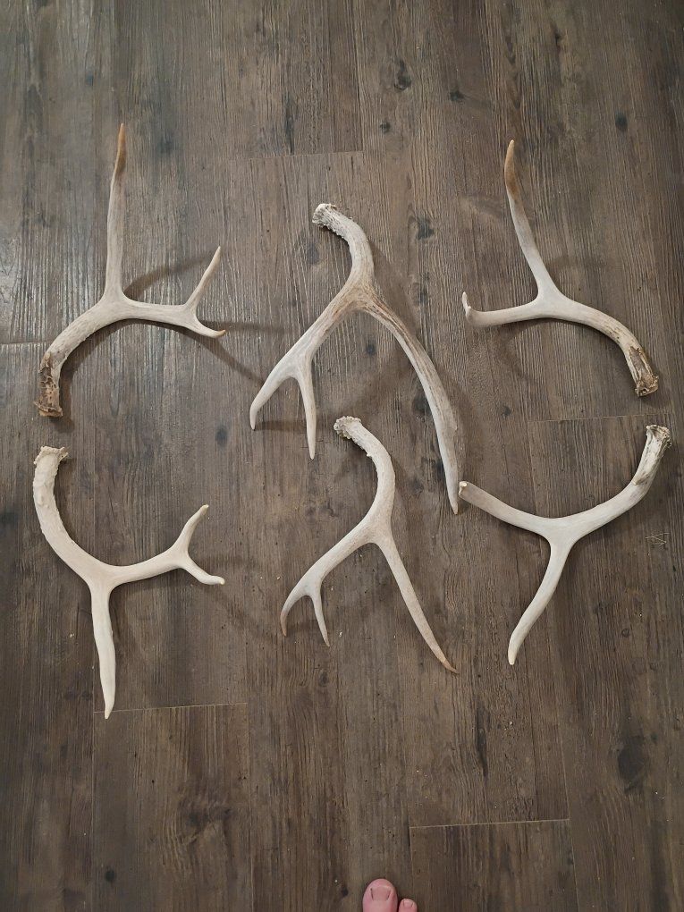 deer antler sets