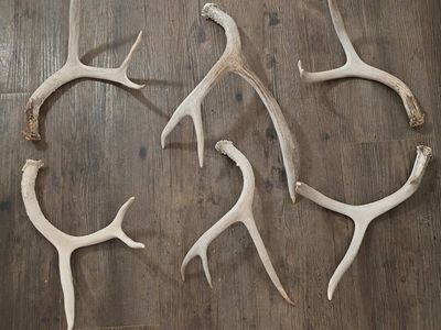 deer antler sets