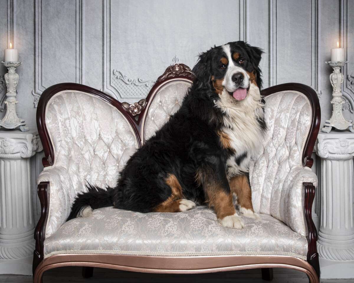 Proven AKC Bernese Mountain Dog Stud OFA DNA Bernedoodle Poodle Golden Mountain Retriever