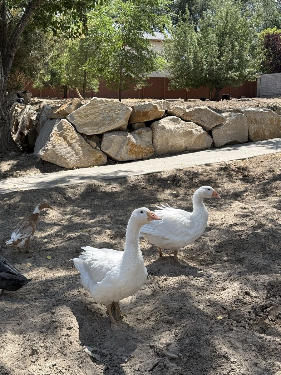 Emden Geese