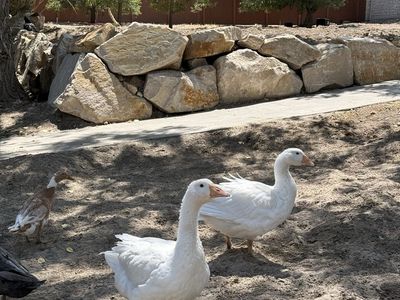Emden Geese