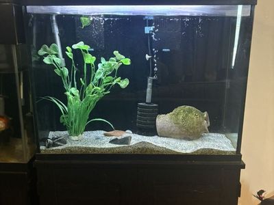 Fish Tank