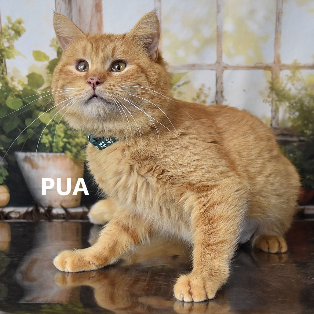 Hello my name is Pua