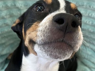 Hello my name is Cosmo