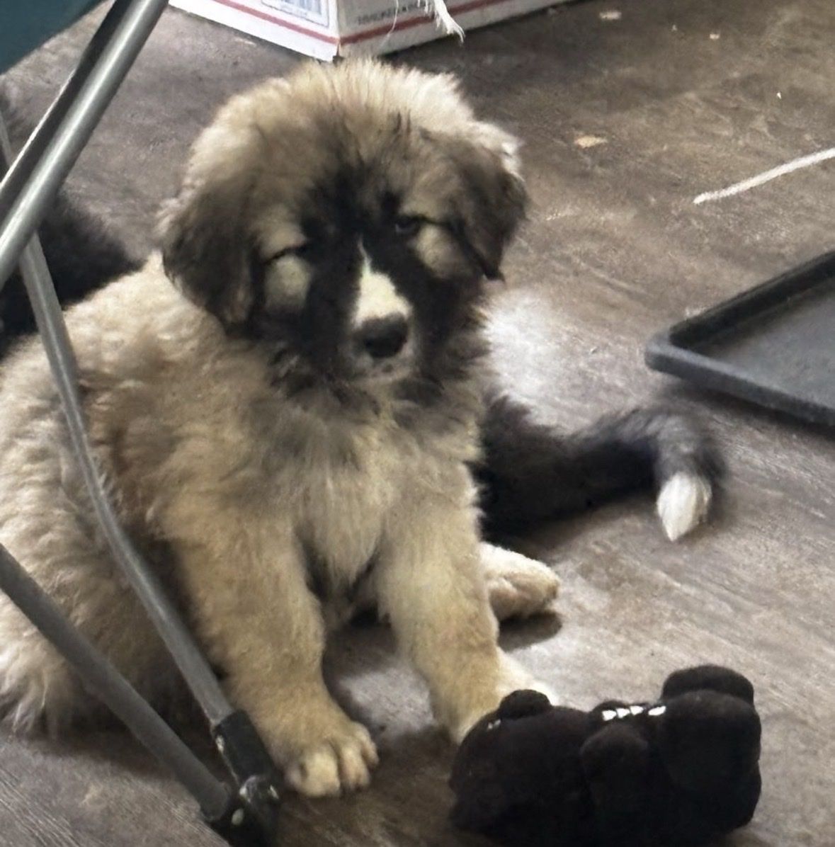 Adorable Caucasian Shepherd Puppy