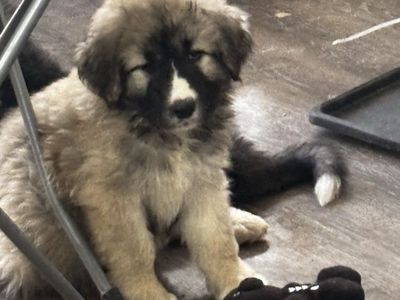 Adorable Caucasian Shepherd Puppy