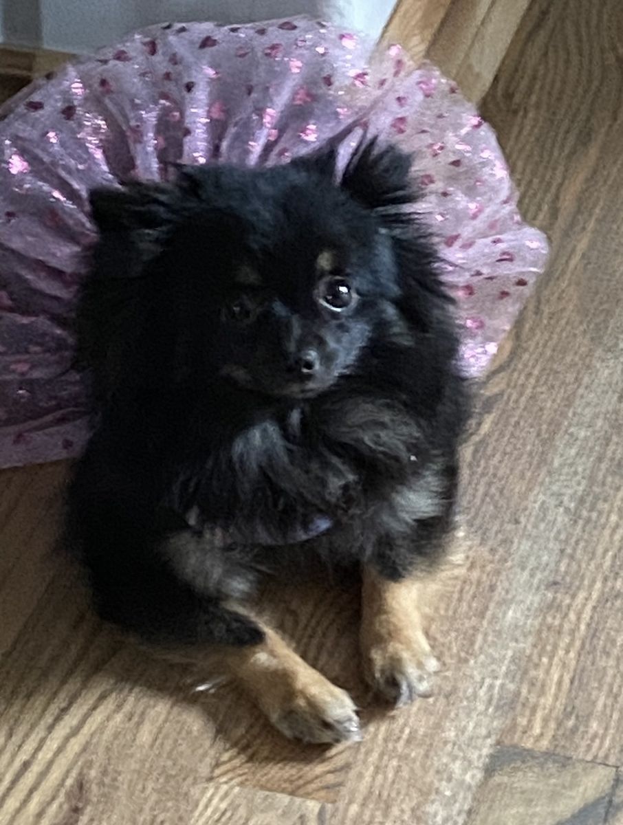 Toy Pomerania girl
