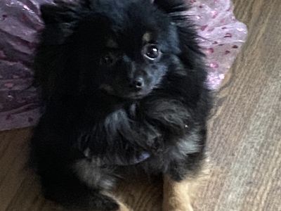 Toy Pomerania girl