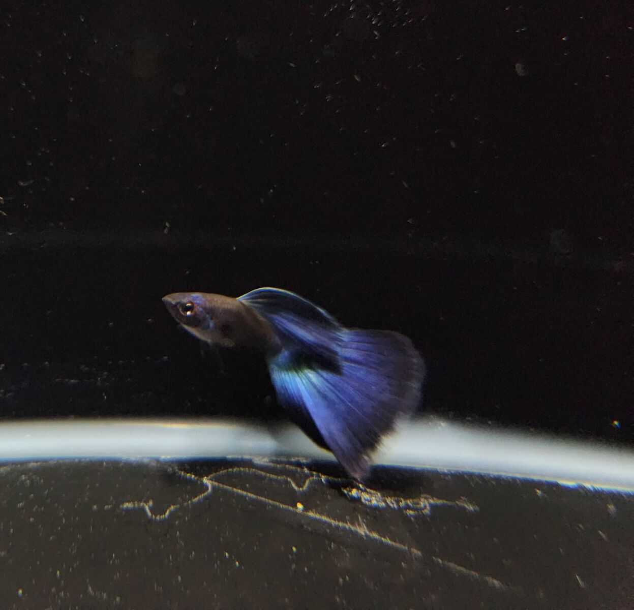 Blue Moscow Guppy