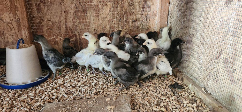2 week old chicks