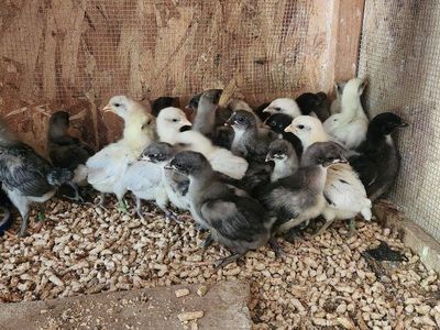 2 week old chicks