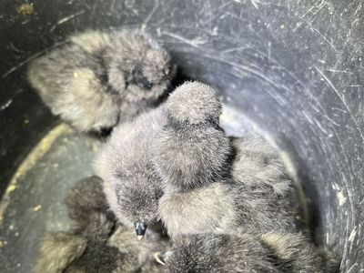 Black Silkie Chicks