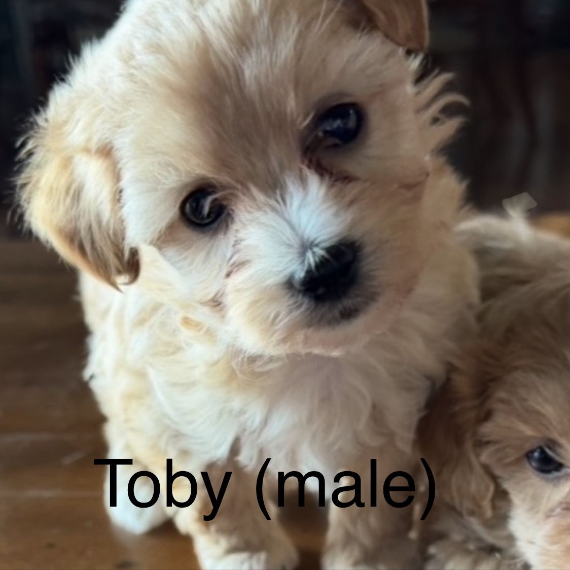 Morkie Doodles ( Maltese Yorkie Doodle )