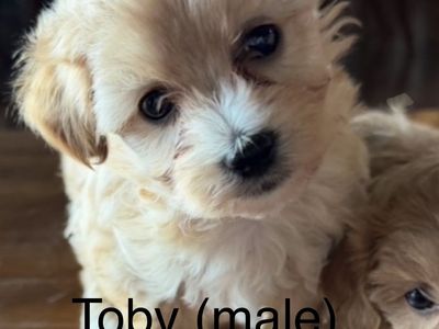 Morkie Doodles ( Maltese Yorkie Doodle )