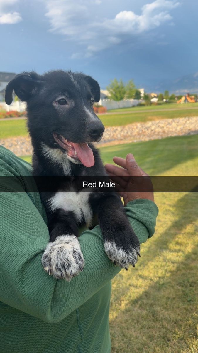 3 Male German Shepherd Puppies