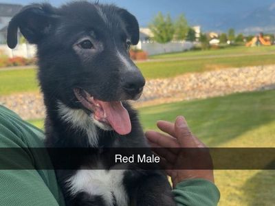 3 Male German Shepherd Puppies