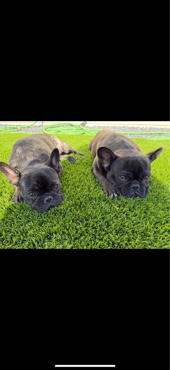 French bulldogs